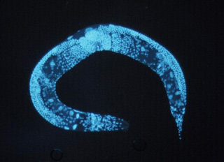 a photograph showing a close-up view of a microscopic worm, called C. elegans, shaped like a semi-circle and stained bright blue. a photograph showing a close-up view of a microscopic worm, called C. elegans, shaped like a semi-circle and stained bright blue.