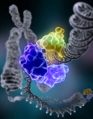 an illstration showing the enzyme DNA ligase roughly shaped like a semicircle, and a broken strand of DNA. an illstration showing the enzyme DNA ligase roughly shaped like a semicircle, and a broken strand of DNA.