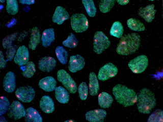A micrograph of induced pluripotent stem cells (iPSCs), shown as blue-green ovals and circles, each with a red dot in the center and filled with green dots. A micrograph of induced pluripotent stem cells (iPSCs), shown as blue-green ovals and circles, each with a red dot in the center and filled with green dots.