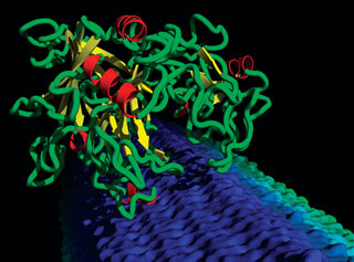 A computer-generated model showing a cellulase enzyme breaking down cellulose. A computer-generated model showing a cellulase enzyme breaking down cellulose.