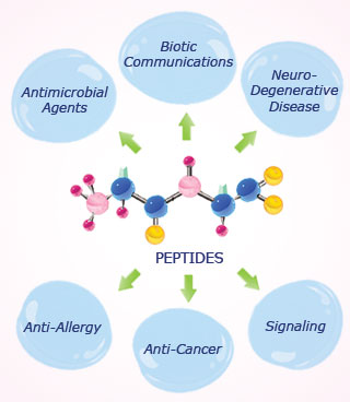 A diagram showing the general structure of a peptide molecule in the center, with arrows pointing outwards to circled words meant to show the many applications of peptides, from anti-cancer to antimicrobial agents. A diagram showing the general structure of a peptide molecule in the center, with arrows pointing outwards to circled words meant to show the many applications of peptides, from anti-cancer to antimicrobial agents.