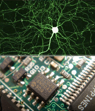 Imaging of neurons on top, photo of computer circuitry on bottom. Imaging of neurons on top, photo of computer circuitry on bottom.