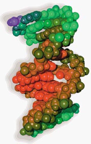 Molecular dynamics computer simulation of damaged DNA. Molecular dynamics computer simulation of damaged DNA.