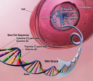 Illustration of a cell, showing the nucleus, and the DNA within the nucleus. Illustration of a cell, showing the nucleus, and the DNA within the nucleus.