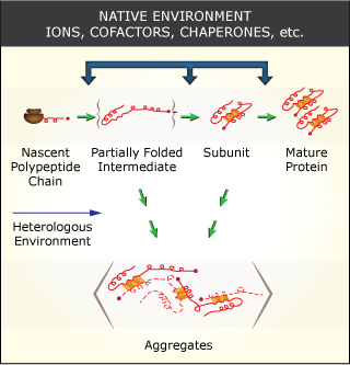 Protein folding factors, illustrated as a series of lines and rectangles folded into different combinations of spirals and shapes. Protein folding factors, illustrated as a series of lines and rectangles folded into different combinations of spirals and shapes.