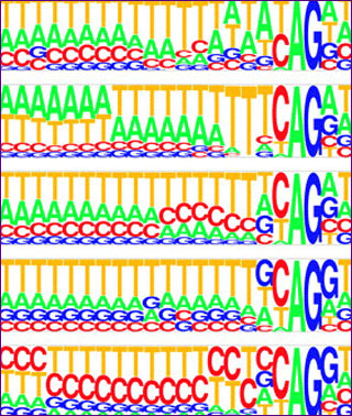 The letters A, T, G, and C, presented in different sizes and colors. The letters A, T, G, and C, presented in different sizes and colors.