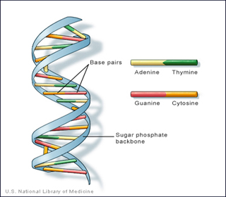 Illustration showing the structure of a DNA molecule. Illustration showing the structure of a DNA molecule.
