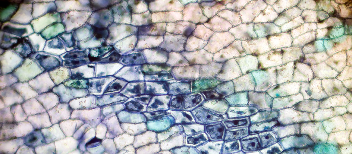 A mostly blue and white photo of a flower petal at such high magnification that individual cells can be seen, with walls surrounding each one. A mostly blue and white photo of a flower petal at such high magnification that individual cells can be seen, with walls surrounding each one.