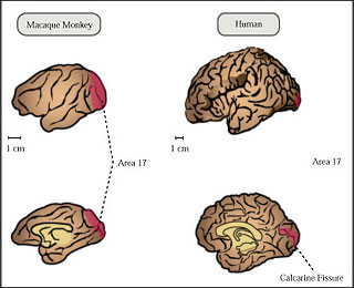 Primary visual cortex of the brain for human and monkey. Primary visual cortex of the brain for human and monkey.