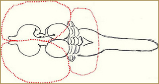 A diagram demonstrating the evolutionary expansion of the vertebrate brain. A diagram demonstrating the evolutionary expansion of the vertebrate brain.