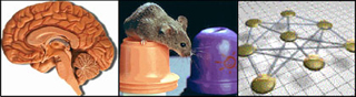 Three images: an illustration of an interior view of the human brain; a mouse next to two plastic shapes; an ullustration of several circles interconnected by lines. Three images: an illustration of an interior view of the human brain; a mouse next to two plastic shapes; an ullustration of several circles interconnected by lines.