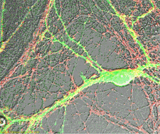Rotating gif of images related to neurobiology. Rotating gif of images related to neurobiology.