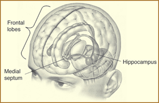 Brain diagram showing hippocampus, frontal lobes and medial septum. Brain diagram showing hippocampus, frontal lobes and medial septum.