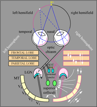 Diagrammatic representation of the visual system in primates. Diagrammatic representation of the visual system in primates.