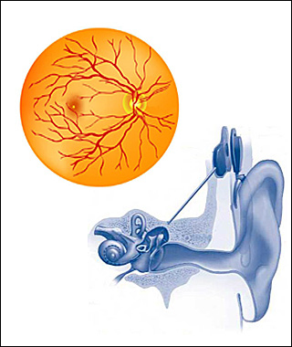 Drawing of a human retina on the left and a drawing of the human ear with a cochlear implant on the right. Drawing of a human retina on the left and a drawing of the human ear with a cochlear implant on the right.