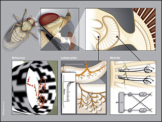 An illustration depicting the many layers of analysis involved in computing fly visual motion from the whole organism to targeted brain regions. An illustration depicting the many layers of analysis involved in computing fly visual motion from the whole organism to targeted brain regions.
