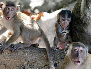 Photo of three young monkeys looking quite shocked at something going on behind the camera in Thailand. Photo of three young monkeys looking quite shocked at something going on behind the camera in Thailand.
