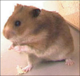 Photograph of a hamster. Photograph of a hamster.