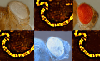 Photo series showing varying eye colors, gene fragments of Drosophila. Photo series showing varying eye colors, gene fragments of Drosophila.