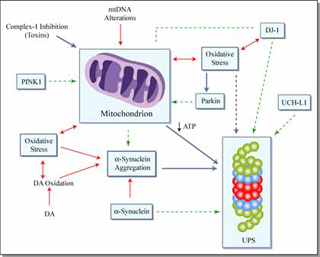 Causes and effects of decreased mitochondrial activity. Causes and effects of decreased mitochondrial activity.