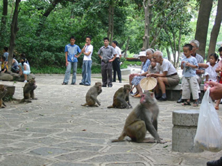 Photo of monkeys and humans studying each other. Photo of monkeys and humans studying each other.