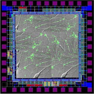 Image showing organic matter on a structured field. Image showing organic matter on a structured field.