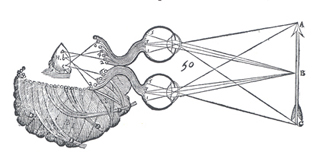 Descartes representation of how the visual system perceives objects. Descartes representation of how the visual system perceives objects.