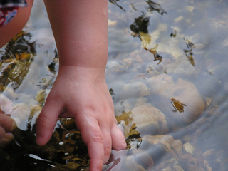A toddler's hand feels the water and stone floor of a clear stream. A toddler's hand feels the water and stone floor of a clear stream.