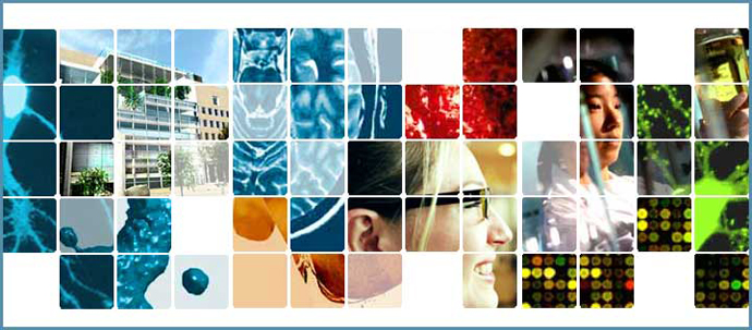 A collage of 8 images from the Brain and Cognitive Sciences Website, divided by a white grid. A collage of 8 images from the Brain and Cognitive Sciences Website, divided by a white grid.