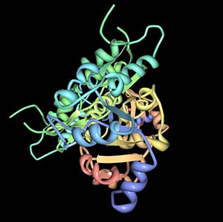 A diagram of differently colored ribbons and helices shows the crystal structure of human PLP phosphatase, with pyridoxal 5'-phosphate (PLP), the active form of Vitamin B6, bound in the active site. A diagram of differently colored ribbons and helices shows the crystal structure of human PLP phosphatase, with pyridoxal 5'-phosphate (PLP), the active form of Vitamin B6, bound in the active site.