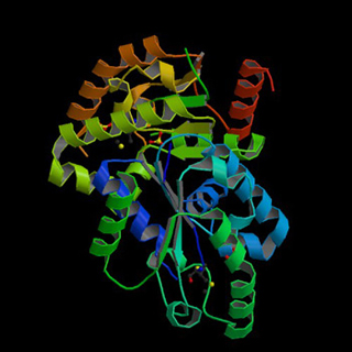 Image showing the multi-colored coils of shikimate kinase. Image showing the multi-colored coils of shikimate kinase.