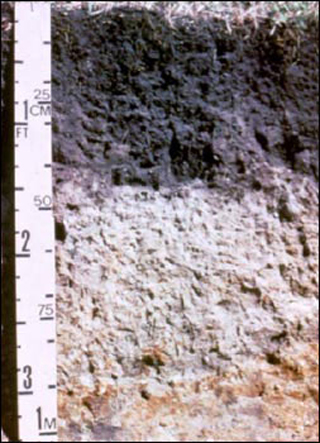 A cross-section of clay loam. A cross-section of clay loam.