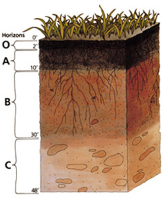 A cross-section drawing of a soil sample. A cross-section drawing of a soil sample.