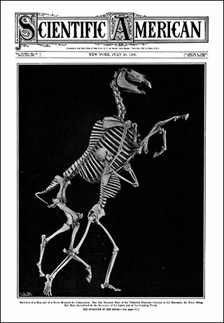 An image of the front cover of a Scientific American issue from 1905; the cover shows a skeleton of a man and of a horse mounted for comparison. An image of the front cover of a Scientific American issue from 1905; the cover shows a skeleton of a man and of a horse mounted for comparison.