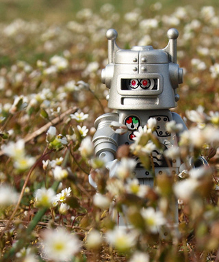 A small toy silver robot standing in a field of daisies. A small toy silver robot standing in a field of daisies.