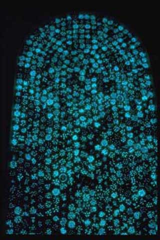 An art exhibit of agar plates cultured with bioluminescent bacteria. An art exhibit of agar plates cultured with bioluminescent bacteria.