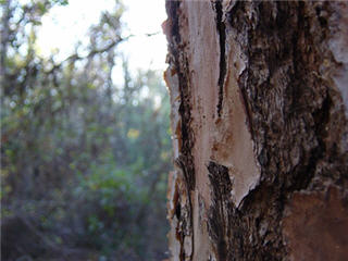 Close-up of tree bark, with the forest in the background. Close-up of tree bark, with the forest in the background.