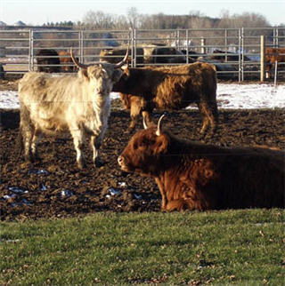 Photo of several Scottish Highland cattle. Photo of several Scottish Highland cattle.