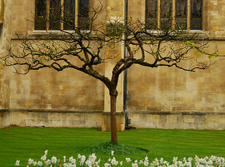 A photograph of an apple tree with some flowers around the base. A photograph of an apple tree with some flowers around the base.