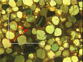 A thin section of carbonate rock. A thin section of carbonate rock.