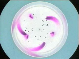 Photo of an anticyclone from a tank experiment. Photo of an anticyclone from a tank experiment.