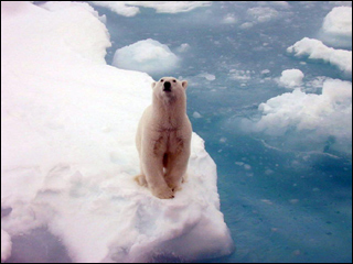 A white polar bear standing on arctic sea ice. A white polar bear standing on arctic sea ice.