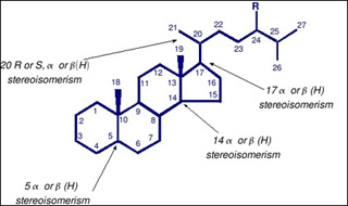 Structure of a sterane molecule. Structure of a sterane molecule.