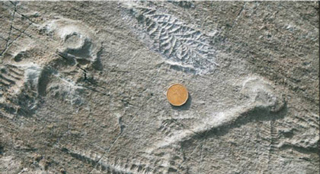 a photogrpah of 560 million year old fossils. A coin is placed next to the fossils for scale. a photogrpah of 560 million year old fossils. A coin is placed next to the fossils for scale.