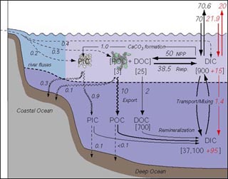 Carbon reservoirs and flows in the ocean. Carbon reservoirs and flows in the ocean.