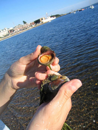 Collecting marine samples as part of WHOI's Aging Lab Photo. Collecting marine samples as part of WHOI's Aging Lab Photo.