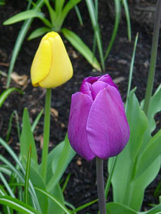 Purple tulip in foreground, yellow tulip in background. Purple tulip in foreground, yellow tulip in background.