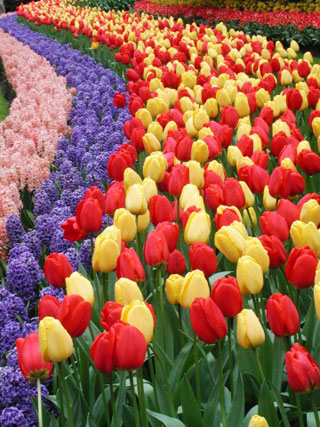 Red and yellow tulips planted in curving rows in a garden. Red and yellow tulips planted in curving rows in a garden.