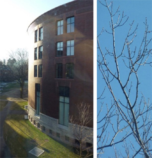 Two photographs of buildings and trees that illustrate daily scenes surrounding us. Two photographs of buildings and trees that illustrate daily scenes surrounding us.