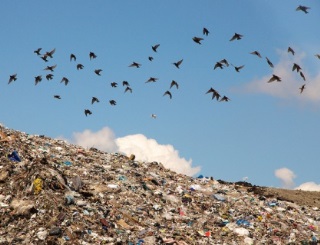 A photo of a flock of black birds flying over a large hill covered in garbage. A photo of a flock of black birds flying over a large hill covered in garbage.